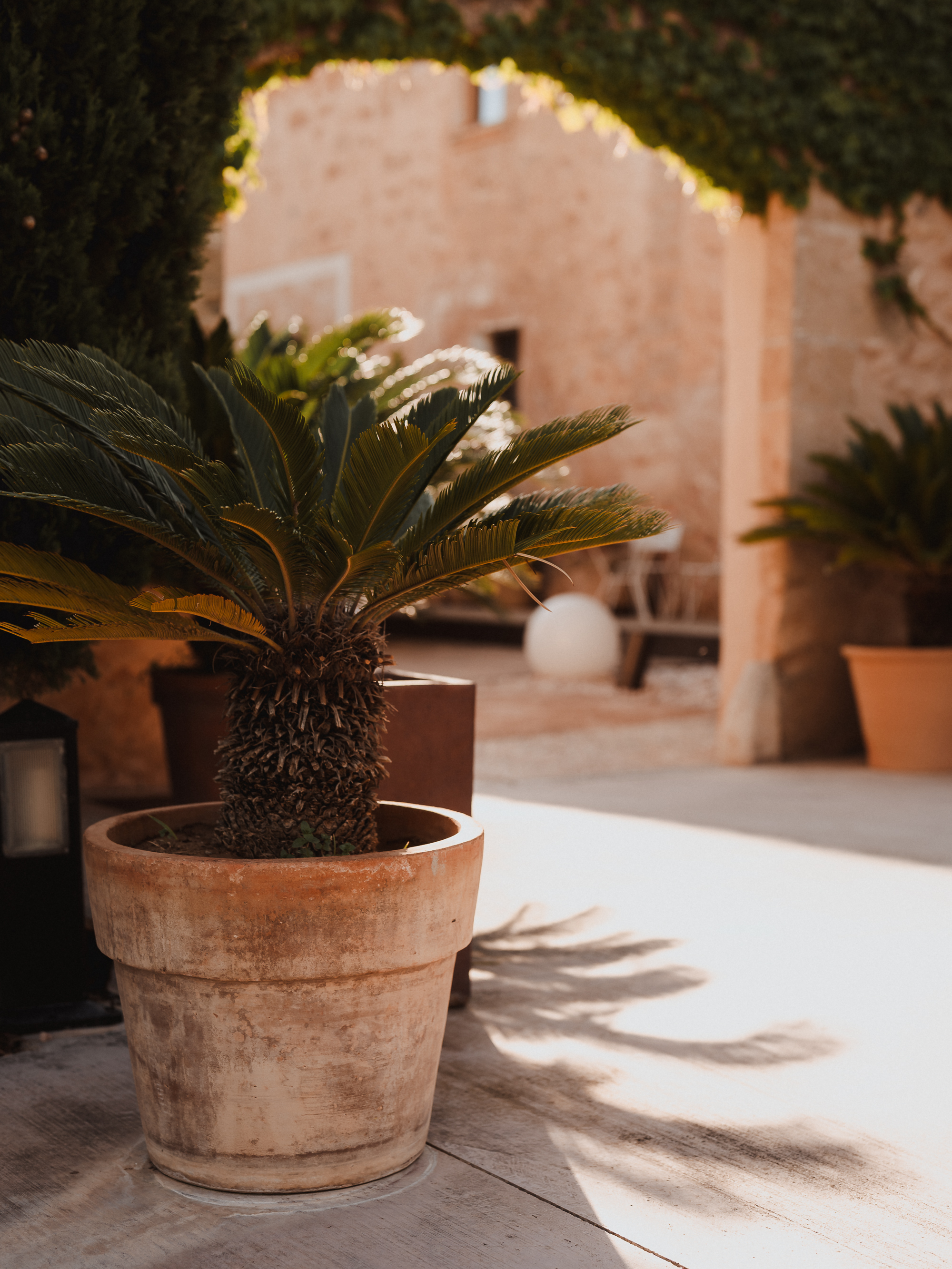 Green plants in the inner patio of Finca Son Mir Mallorca